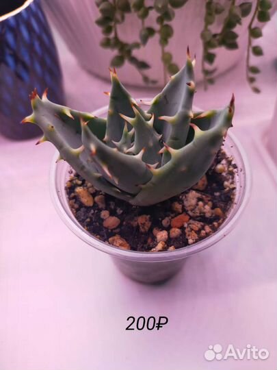 Суккуленты: композиции, алоэ, кактусы