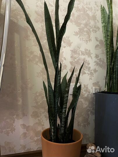 Сансевиерия