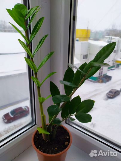 Замиокулькас