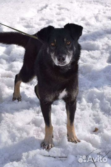 Собака Вжик