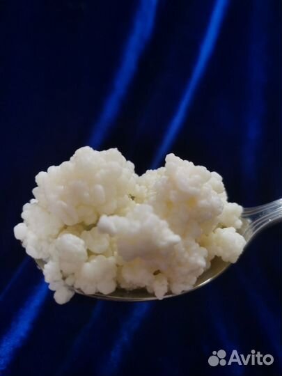 Кефирный гриб