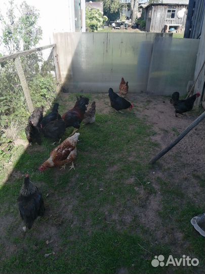 Куры несушки