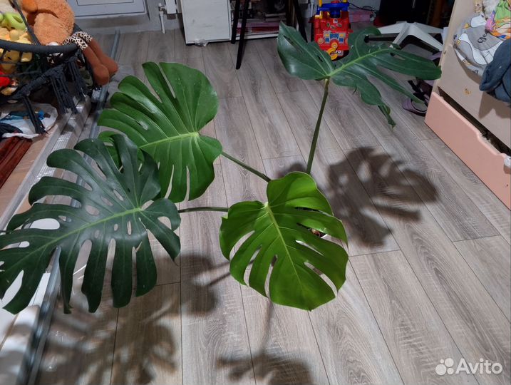 Диффенбахия и монстера
