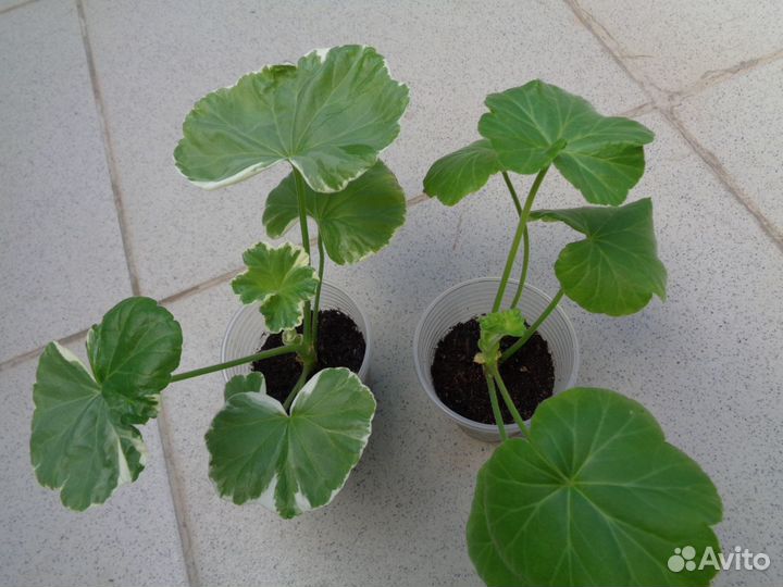 Пеларгония 