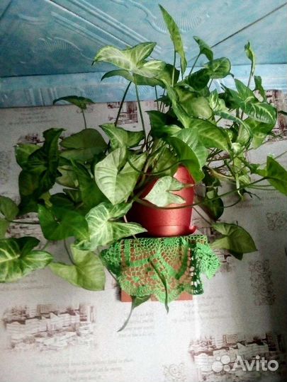 Гиппиаструм