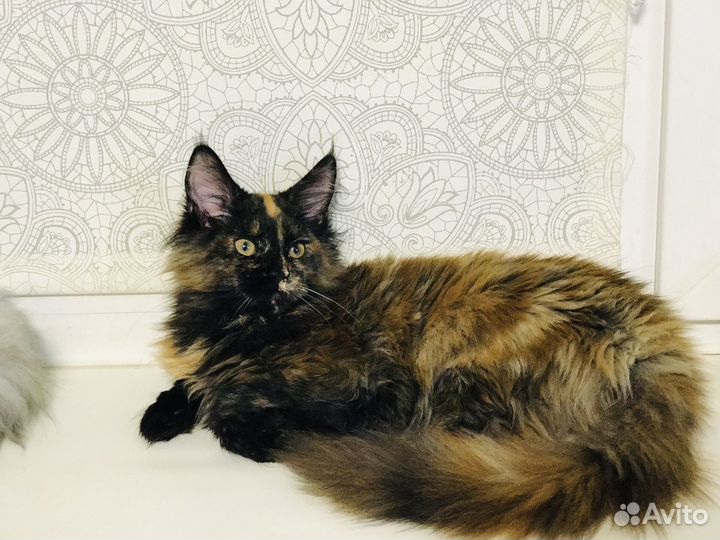 Мейн-куняшка