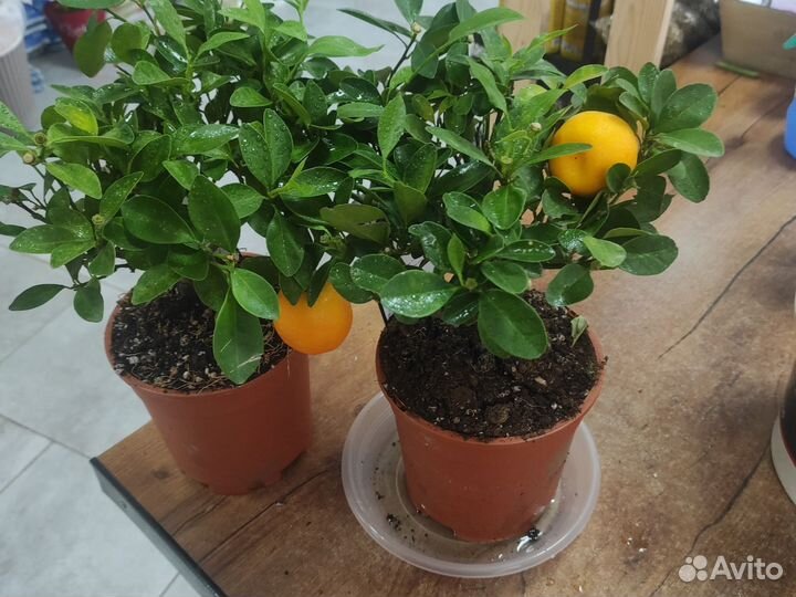 Мандариновое дерево с плодами