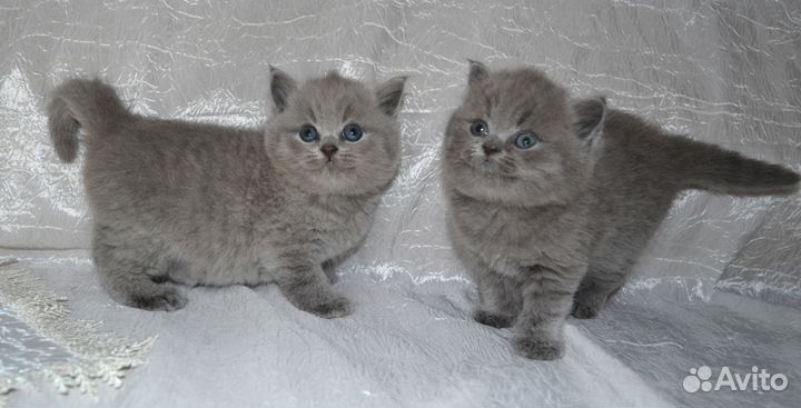 Ласковые мурчалочки