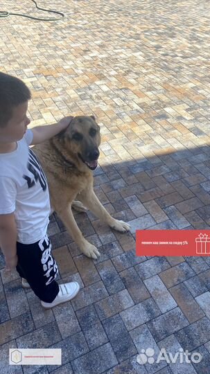 Тротуарная плитка премиум