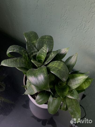 Комнатные цветы/растения