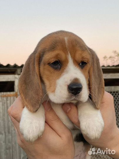 Щенки бигль из питомника