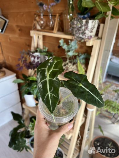 Сциндапсус, ктенанта, пахира, алоказия, сингониум