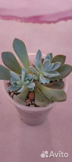 Суккуленты. Эхеверии, крассулы, крестовники