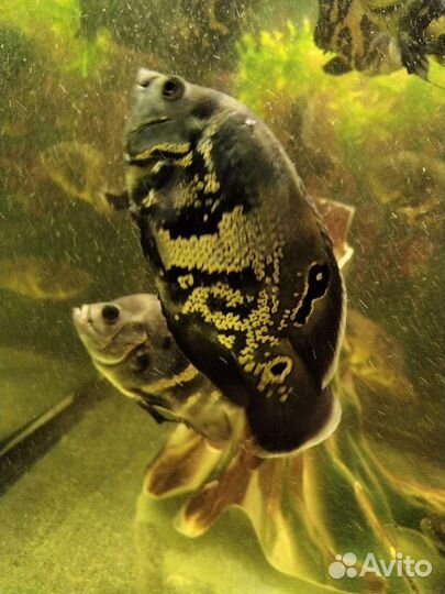 Аквариумые рыбки