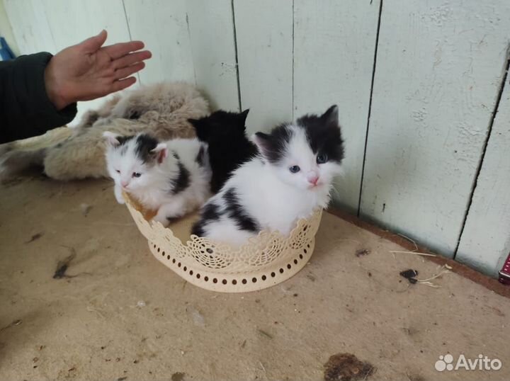 Котята в добрые руки