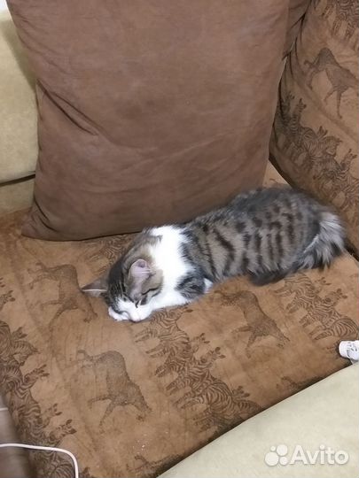 Кошка