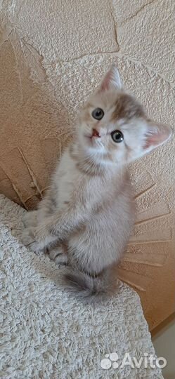 Британские котята