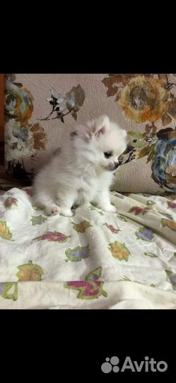 Шпиц мальчики и девочки. Доставка из челябинска