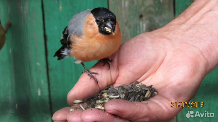 Певчие птицы