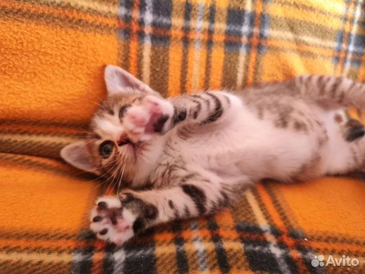 Котенок Серафим (Сима),2 мес