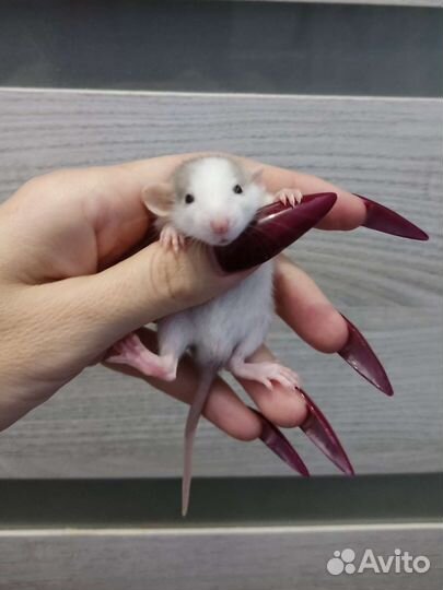 Ручные крысята дамбо хаски