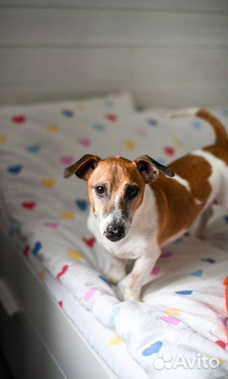 Собака в добрые руки отдам бесплатно