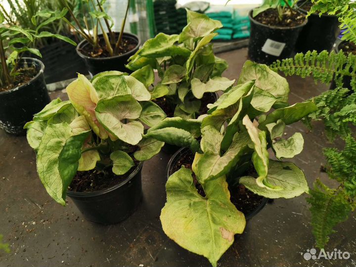 Сингониум/портулакия/циссус/фиттония/пилея/плектра