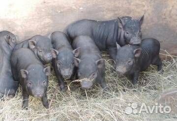 Вьетнамские поросята