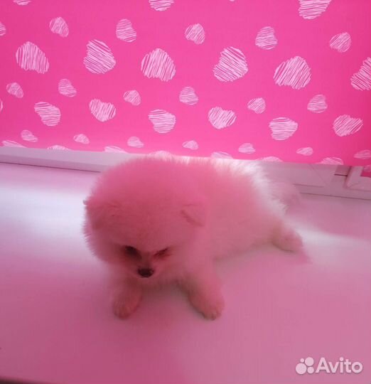 Детки шпица