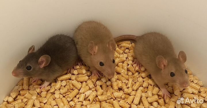 Крысята мальчики Дамбо и Стандарт,разные окрасы