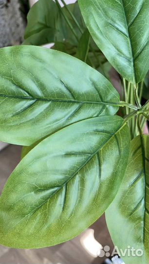 Шефлера, стрелиция искусственные