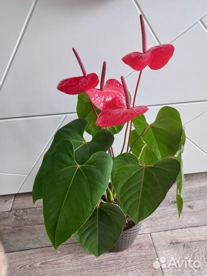 Антуриум Казанова