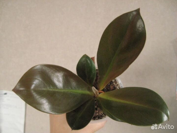 Наборы растений для начинающих. Простой уход