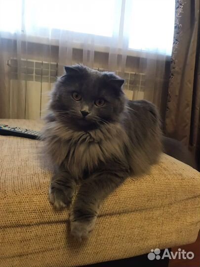 Кошка в дар