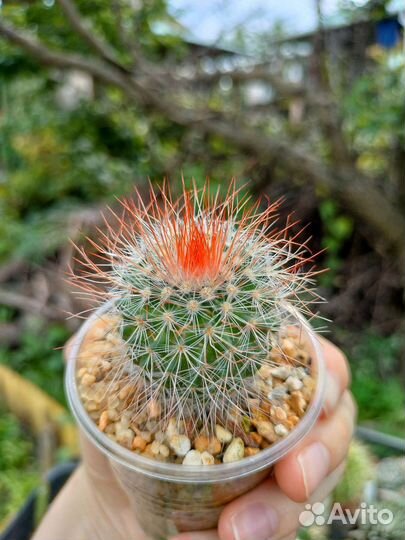 Кактус Mammillaria spinosissima cv. super red