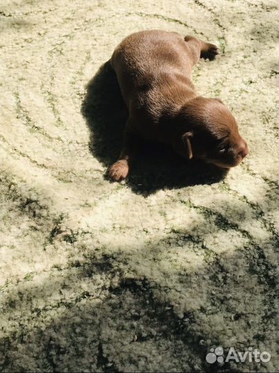 Той-терьер стандарт щенки