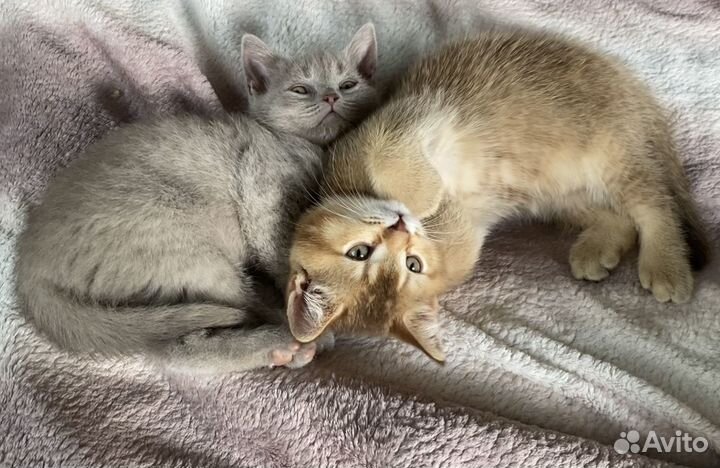 Шотландские котята окрас лиловый и шиншилла