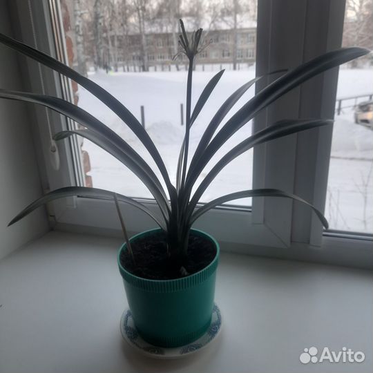 Кливия