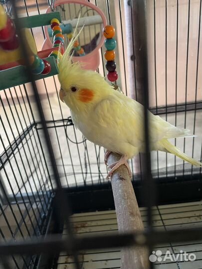 Попугай корелла