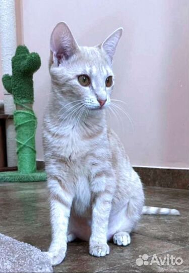 Прелестная грациозная Вивьен. Лесной приют