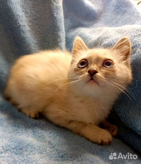 Котёнок с голубыми глазами. Девочка