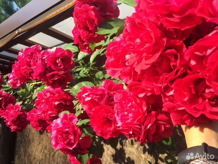 Розы корнесобственные частная коллекция Самовывоз