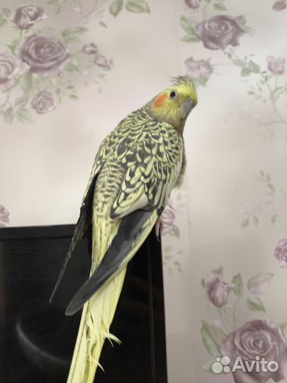 Попугай корелла с клеткой