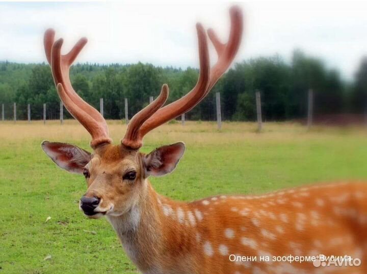 Оленья ферма “бархатные рога” и оз. иткуль