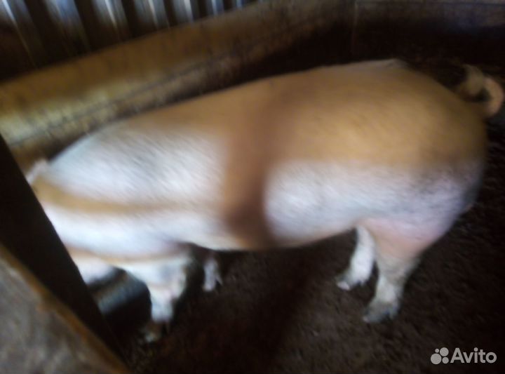 Боров на племя