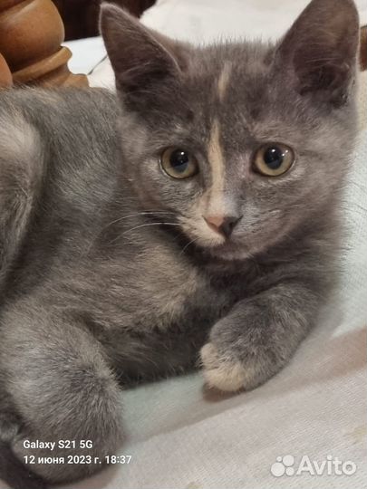 Котенок девочка черепахового окраса ищет дом