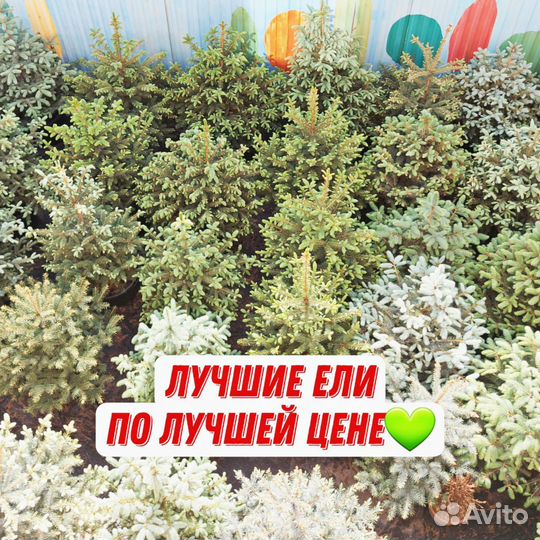 Голубые Ели с гарантией и посадкой