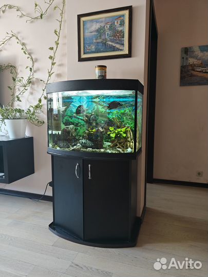 Аквариум с рыбками