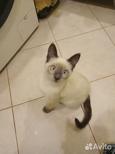 Тайская кошечка