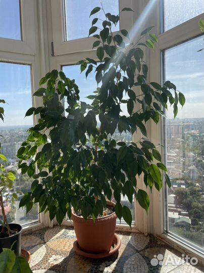 Фикус бенджамина